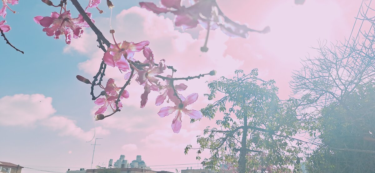 13  ОПЕН (239) - OPEN WAYS ALL