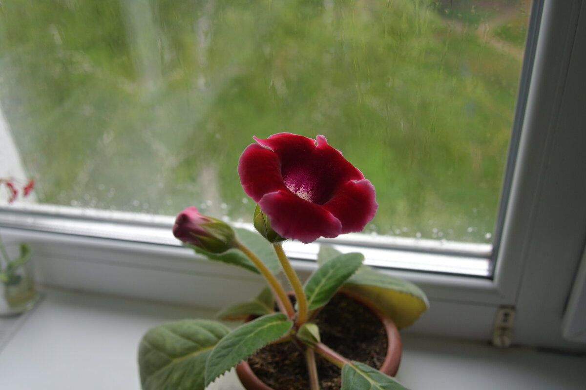 .... - Алексей Зеленцов .... - Алексей Зеленцов