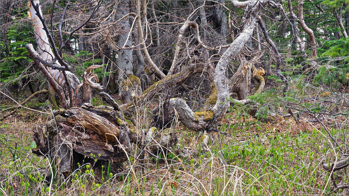Лес где танцует БЕС. - Сергей Калиновский