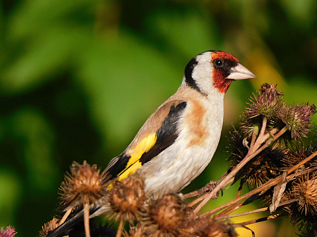 Щегол - Лина Щегол - Лина