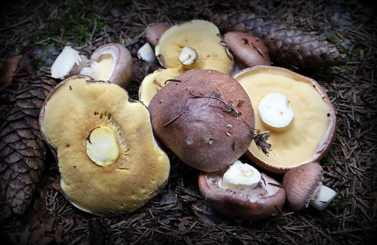 Маслята еловые - Андрей Заломленков