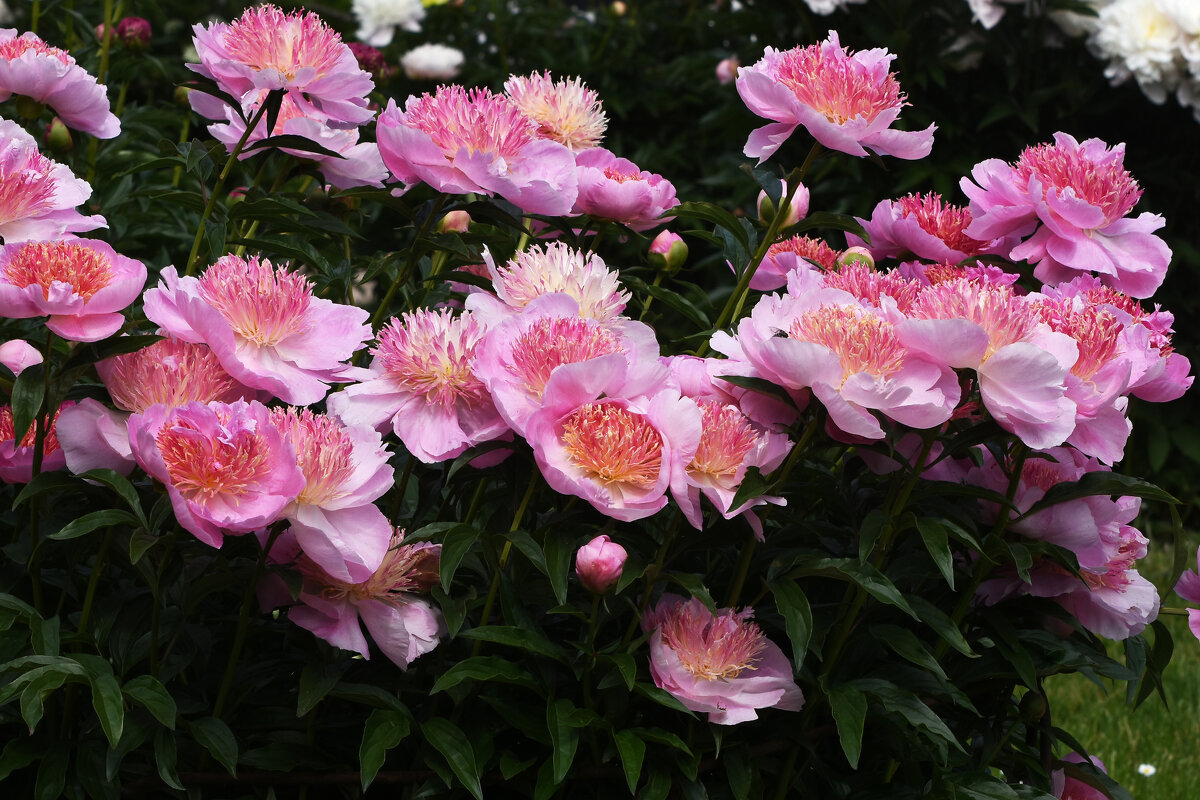 Лето в Ботаническом... Июнь. - Наташа ***** Лето в Ботаническом... Июнь. - Наташа *****