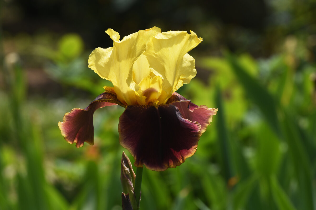 Лето в Ботаническом... Июнь. - Наташа *****