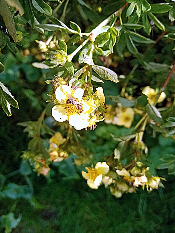 Цветы. - Владимир Драгунский