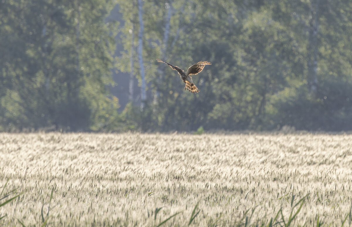 лунь - юрий макаров