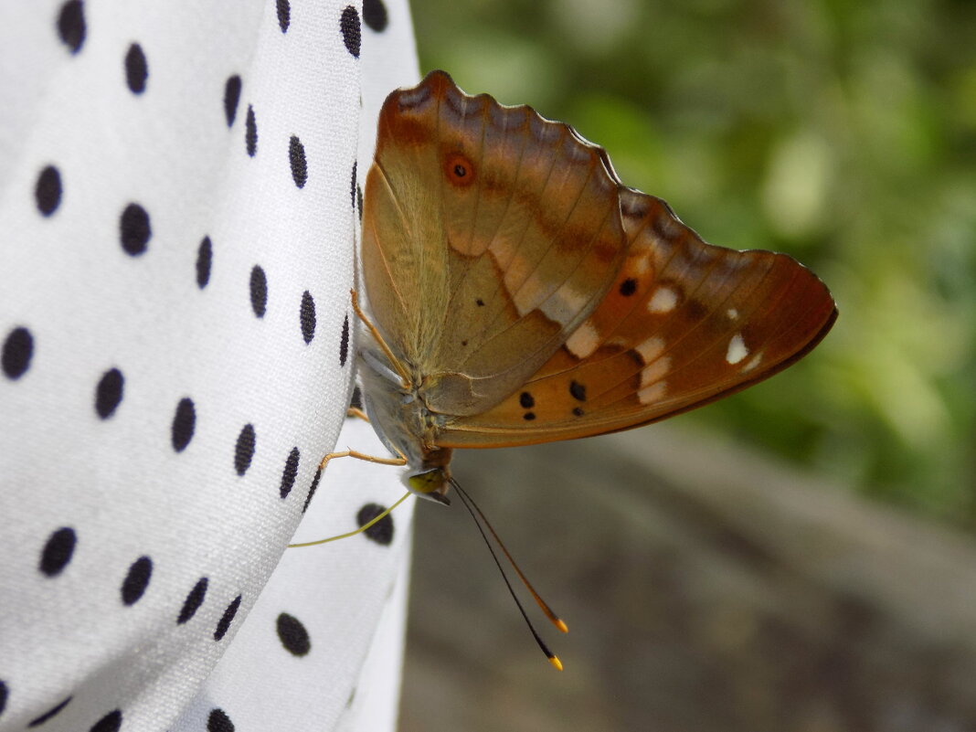 Переливница тополевая... - Константин Штарк