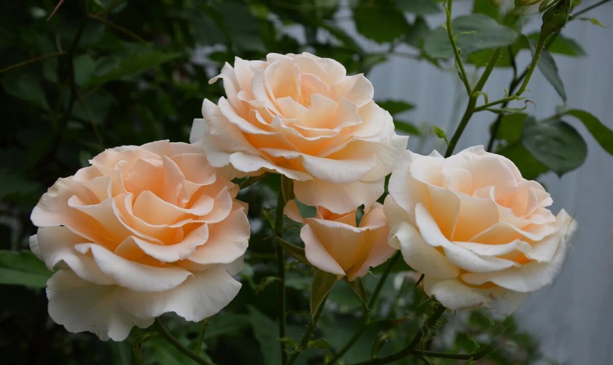 *** - Надежда Куркина 