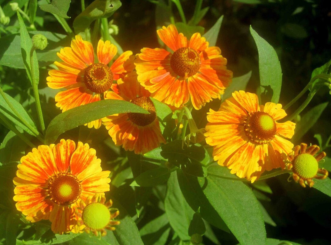 Летние - Елена Семигина