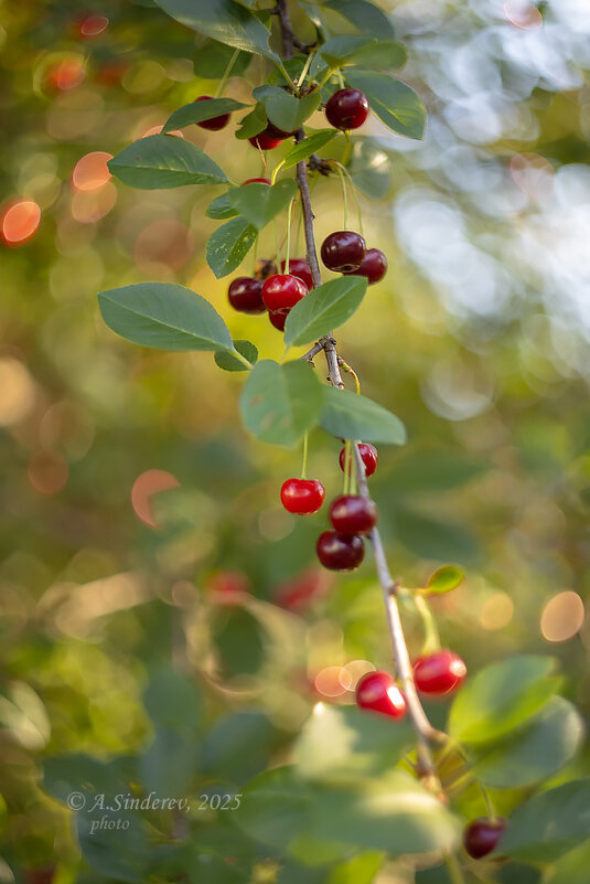 Ветка вишни с ягодами - Александр Синдерёв