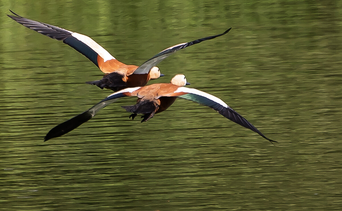 Огари. - Владимир Безбородов
