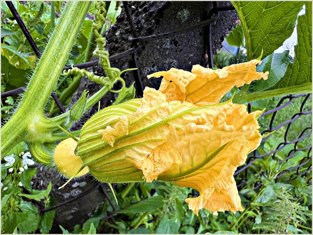 Цветок кабачка. - Валерия Комова