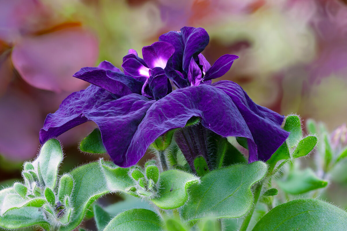 Цветок - Oleg S