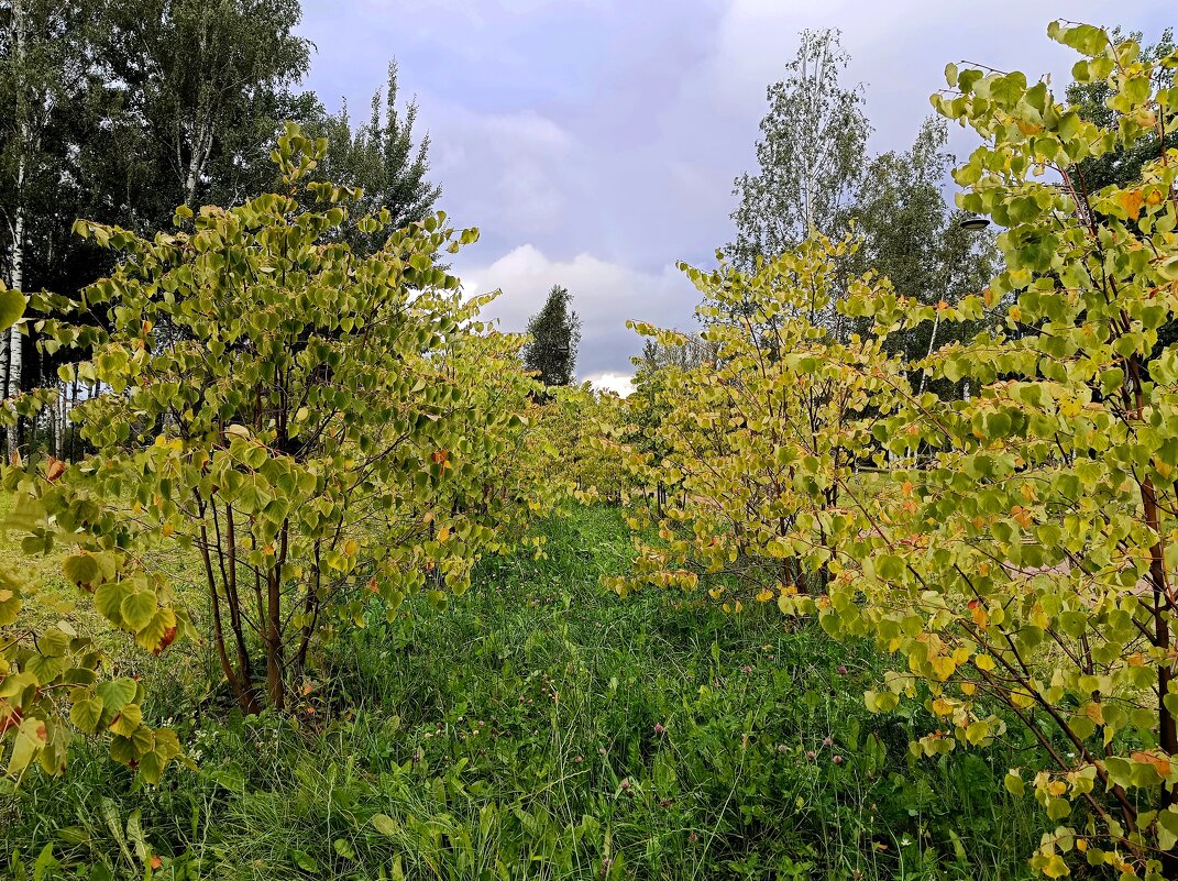 Приметы осени - Мария Васильева