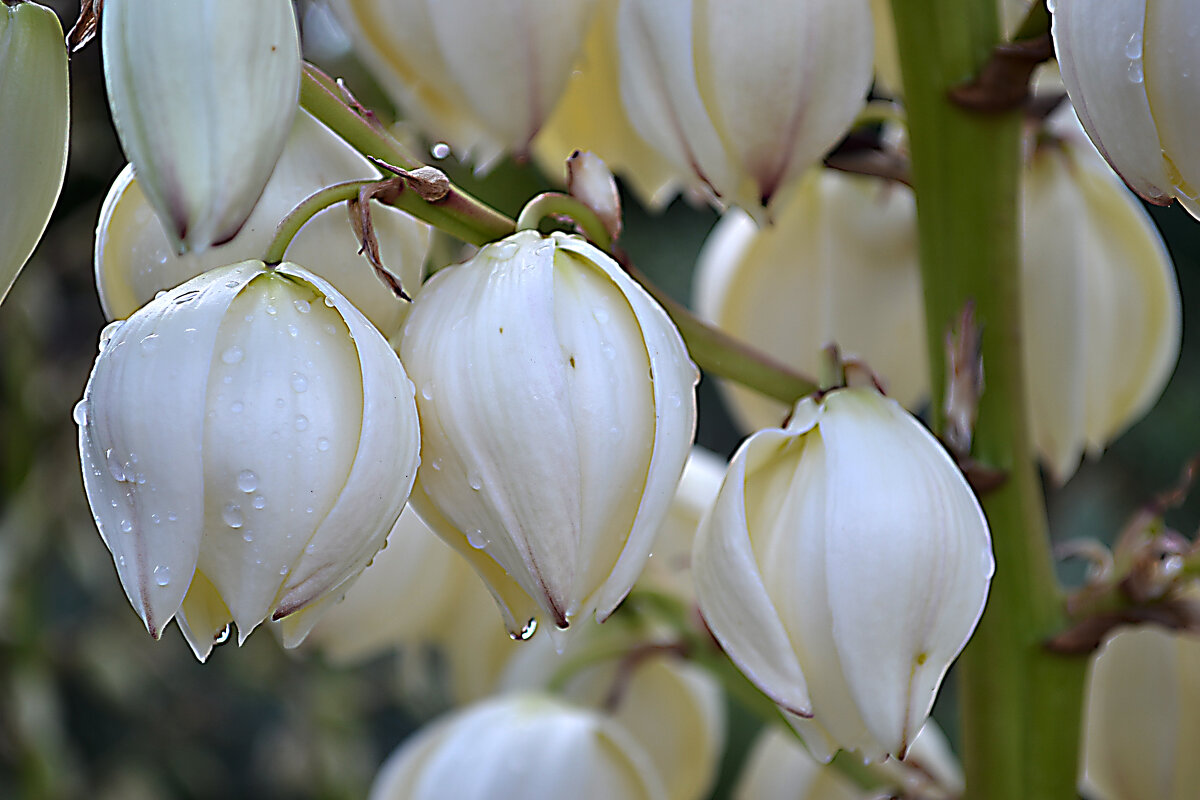 цветение юкки - Ольга 