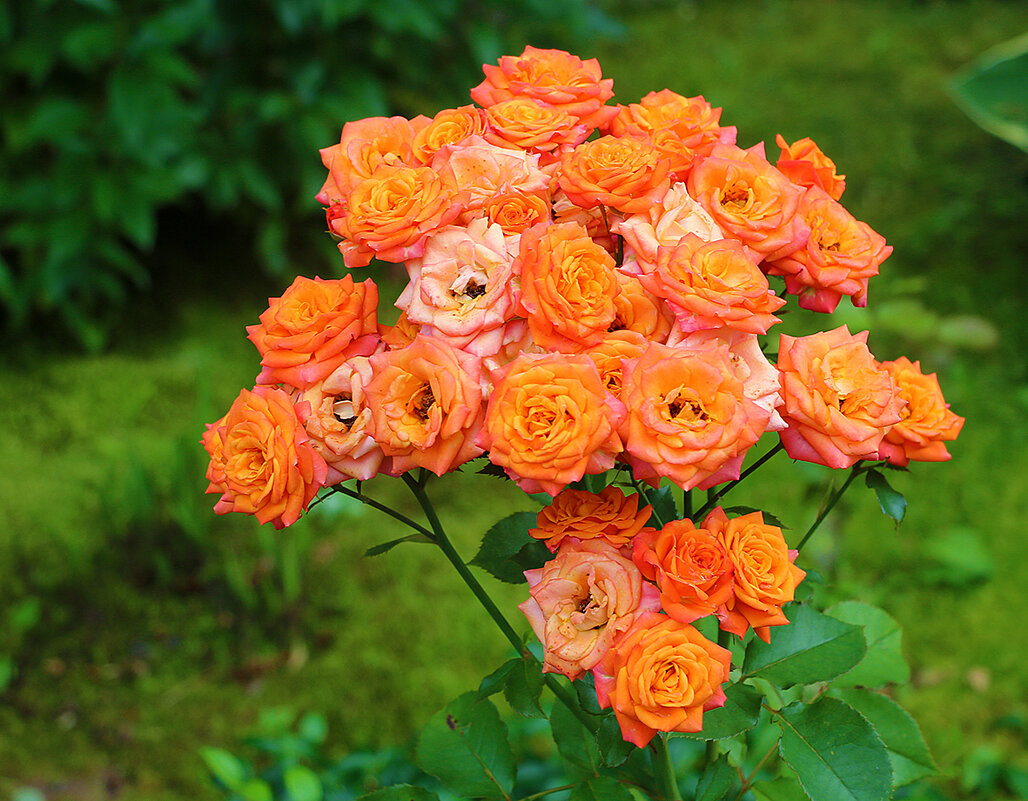 Букет на корню - Светлана 