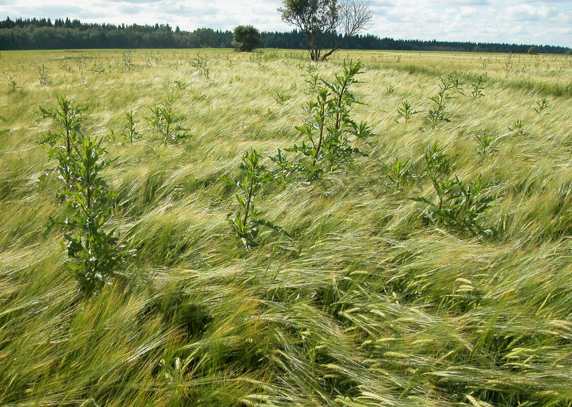 Пришельцы. - Наталья Лунева 