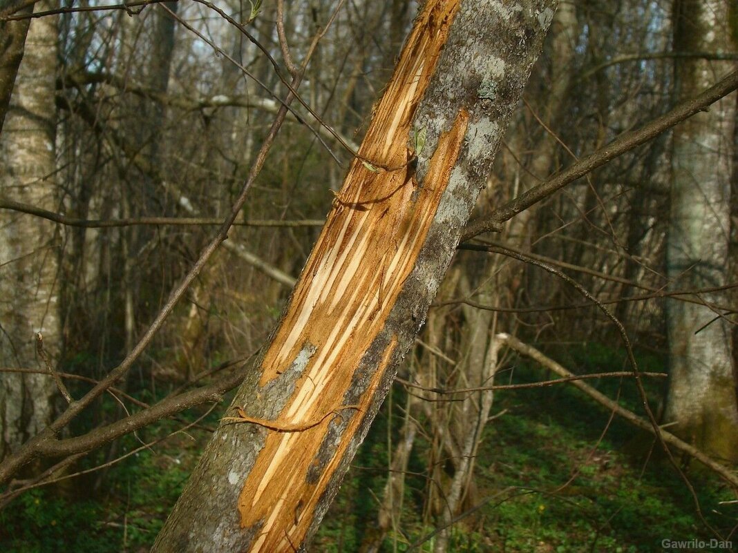 это не бобры не лось, это метки медведя - gawrilа - dan
