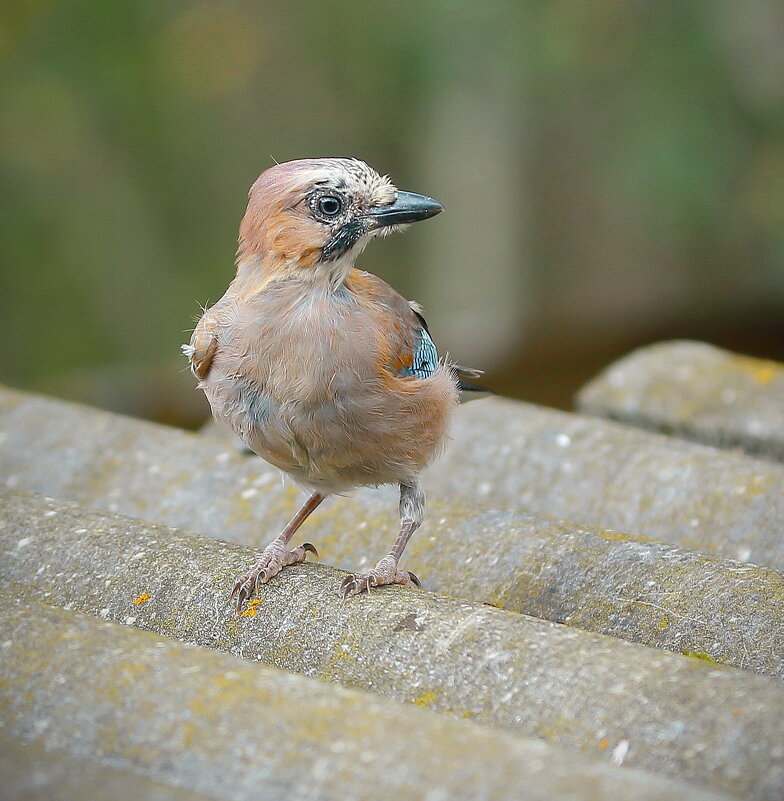 юная и настойчивая... - Andrey Bragin 