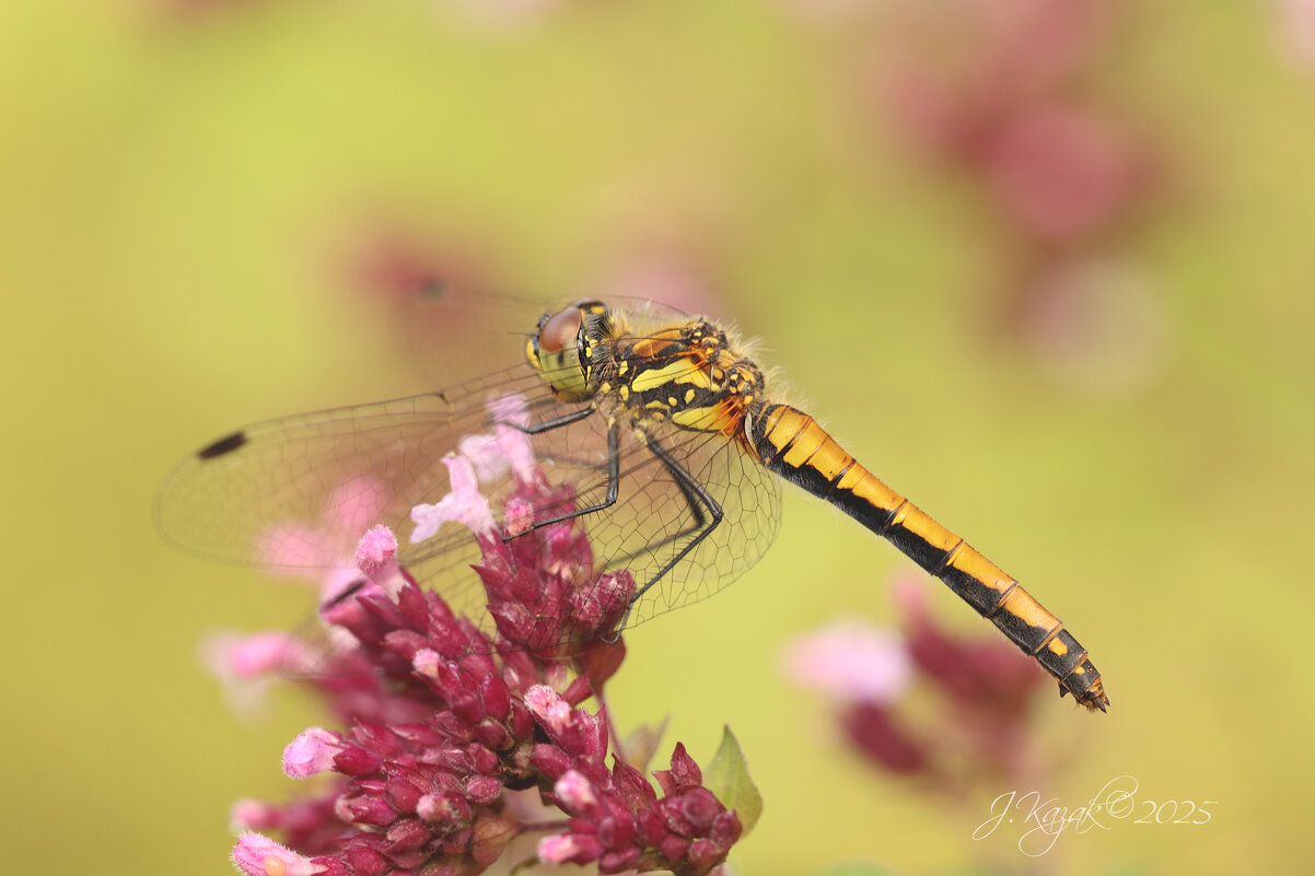 *** - Елена Kазак (selena1965)