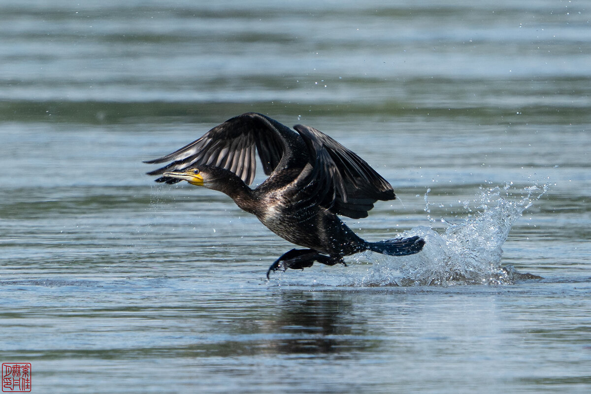 Большой баклан - Станислав С.