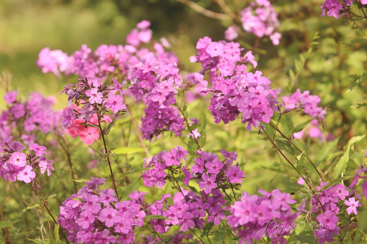 *** - Елена Kазак (selena1965)