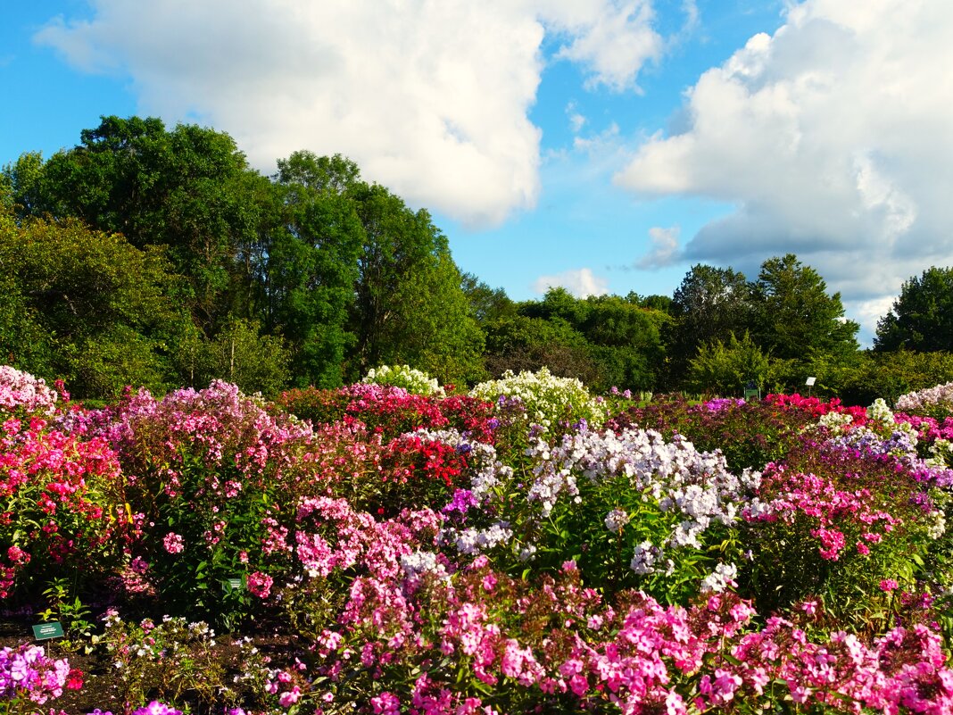 Флоксы ботанического сада. - Aida10 