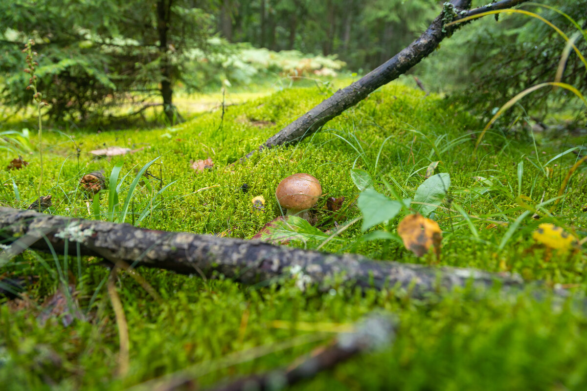 В лес за грибами - k-e-r-g-u-d-u DM