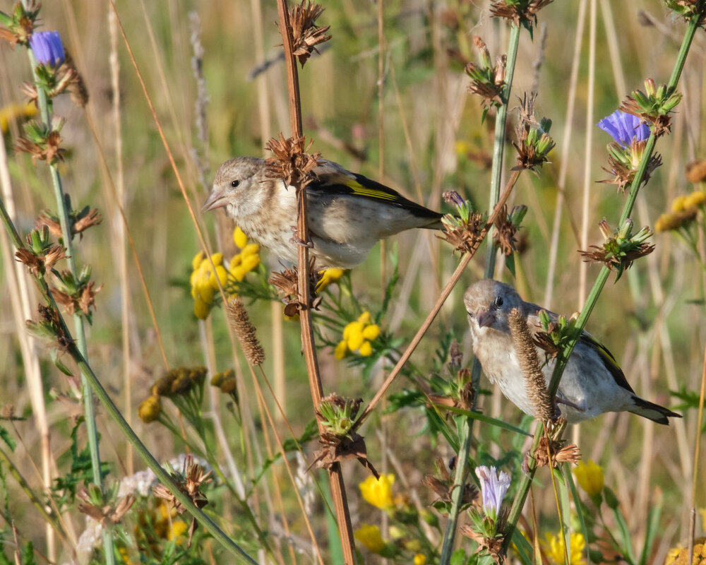 Молодые щеглы - Александр 