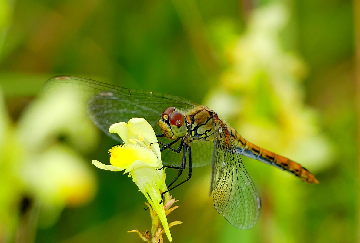 из снятого вчера 4 - Александр Прокудин из снятого вчера 4 - Александр Прокудин