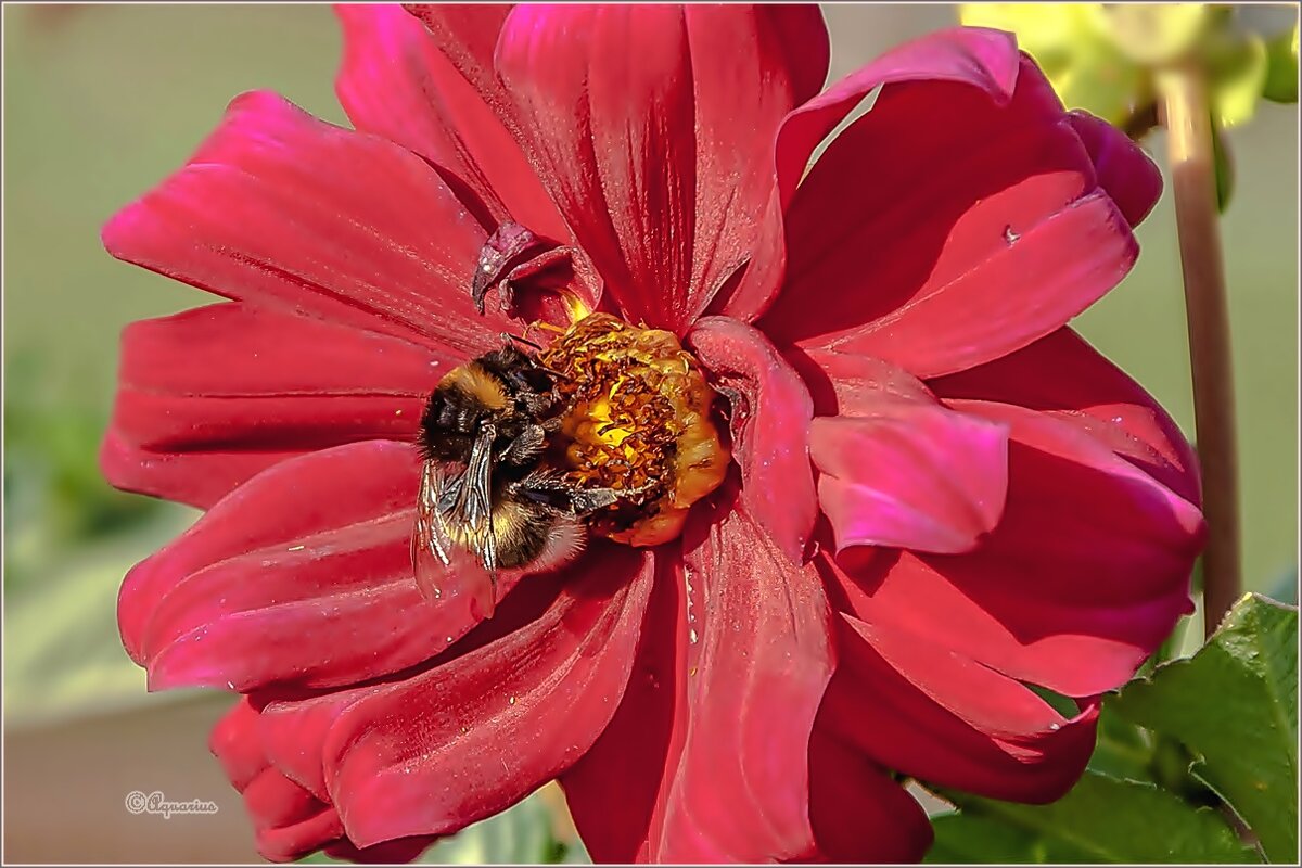 Про август, георгины и шмелей... - Aquarius - Сергей