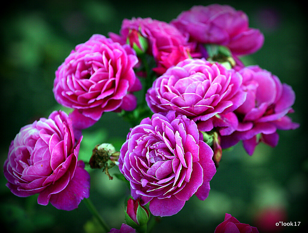 они на радость нам даны - Олег Лукьянов они на радость нам даны - Олег Лукьянов