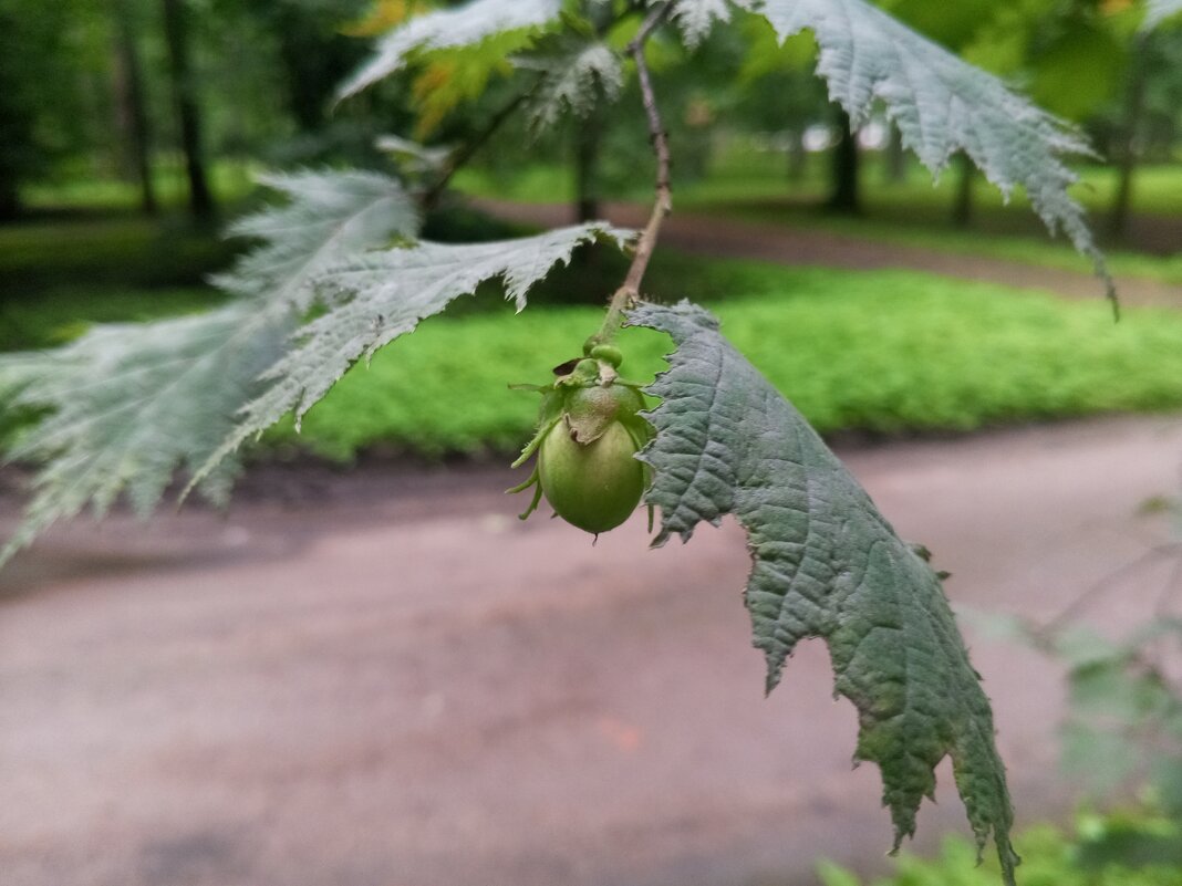 Орешник - Сапсан 