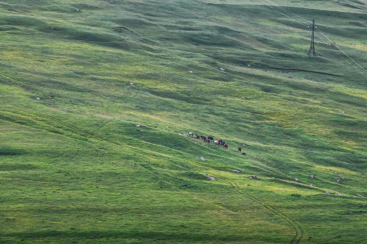 Кавказ. Альпийские луга - Владимир Колесников