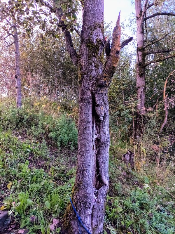 Причуды природы - Veera V