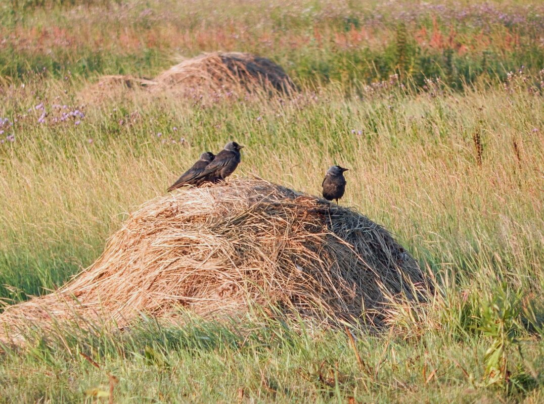 Галкины посиделки! :) - Елена Хайдукова  ( Elena Fly )