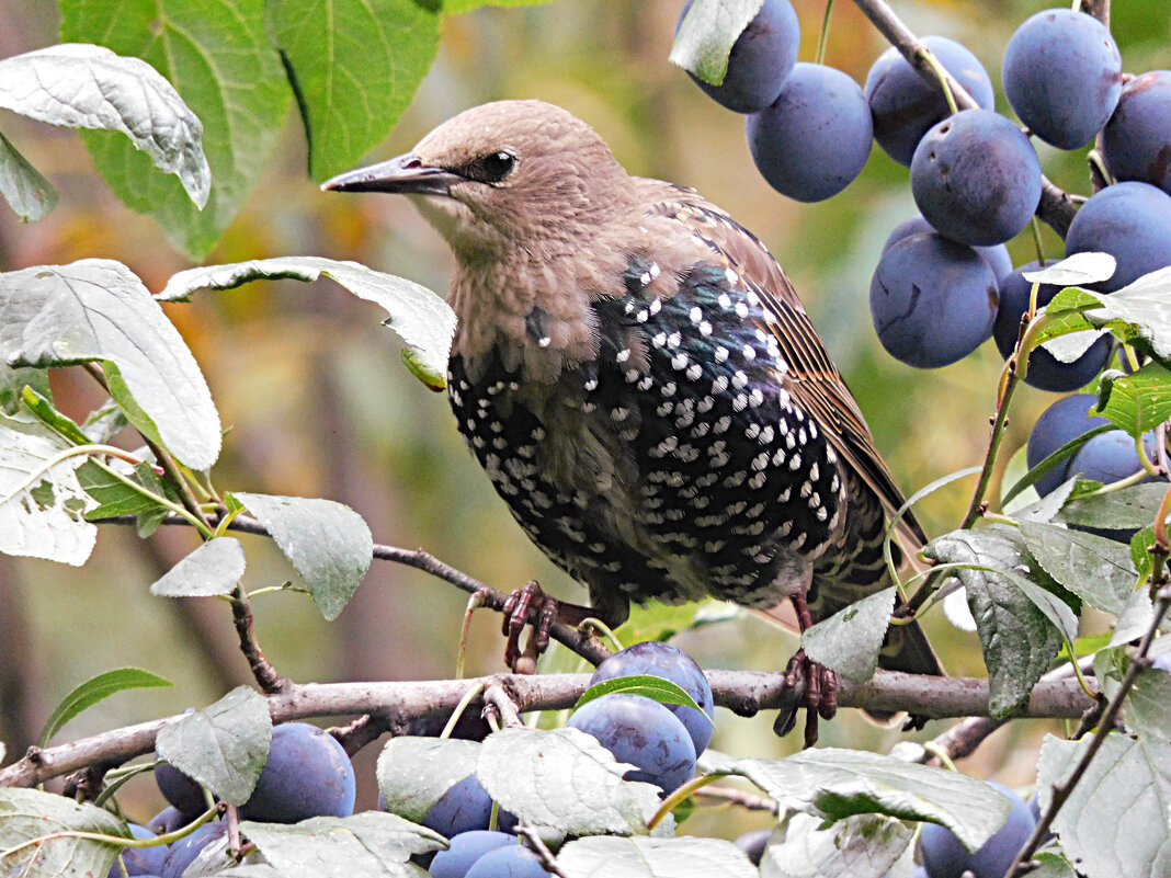 Молодой скворец на терновнике - Лина Молодой скворец на терновнике - Лина