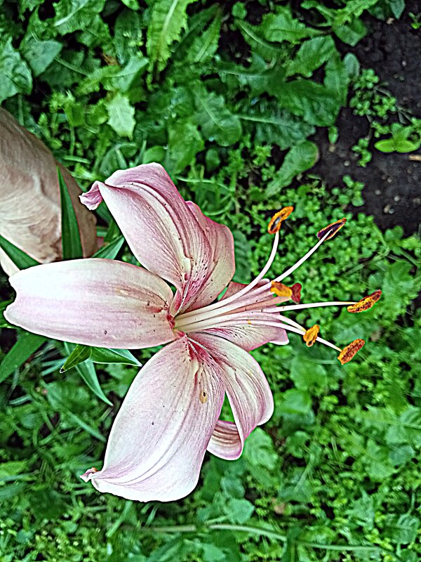 Цветы. - Владимир Драгунский