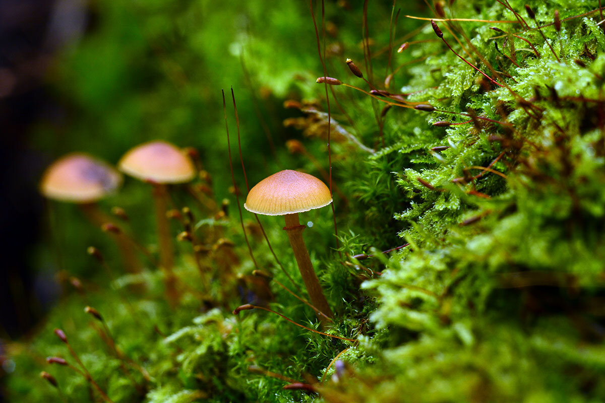 Гриб  Галерина  Моховая - Геннадий Супрун