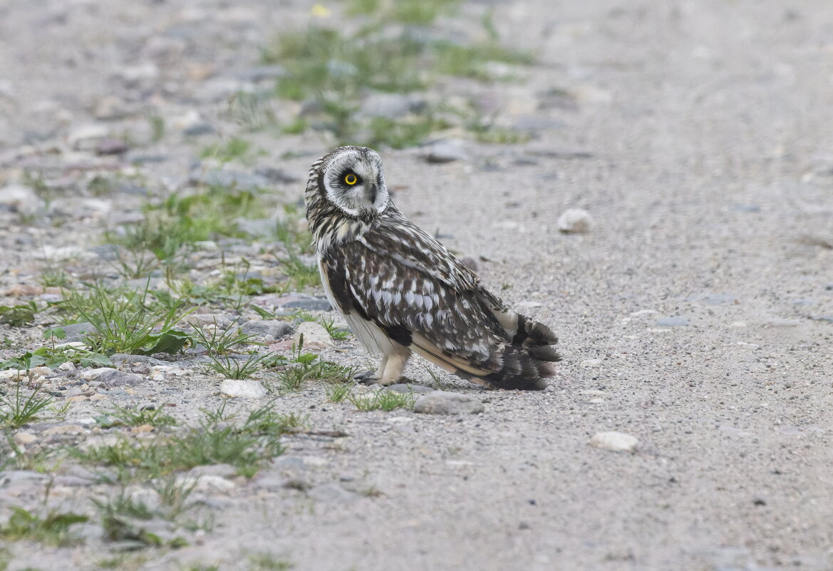 сова болотная-слеток. - юрий макаров