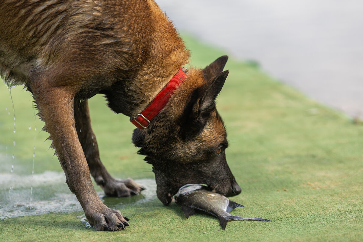 * - k-e-r-g-u-d-u DM * - k-e-r-g-u-d-u DM