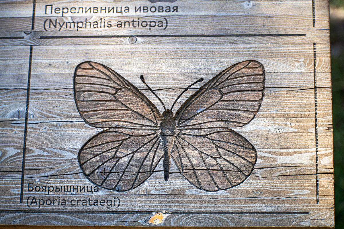 Бабочка - Валерий Пославский Бабочка - Валерий Пославский