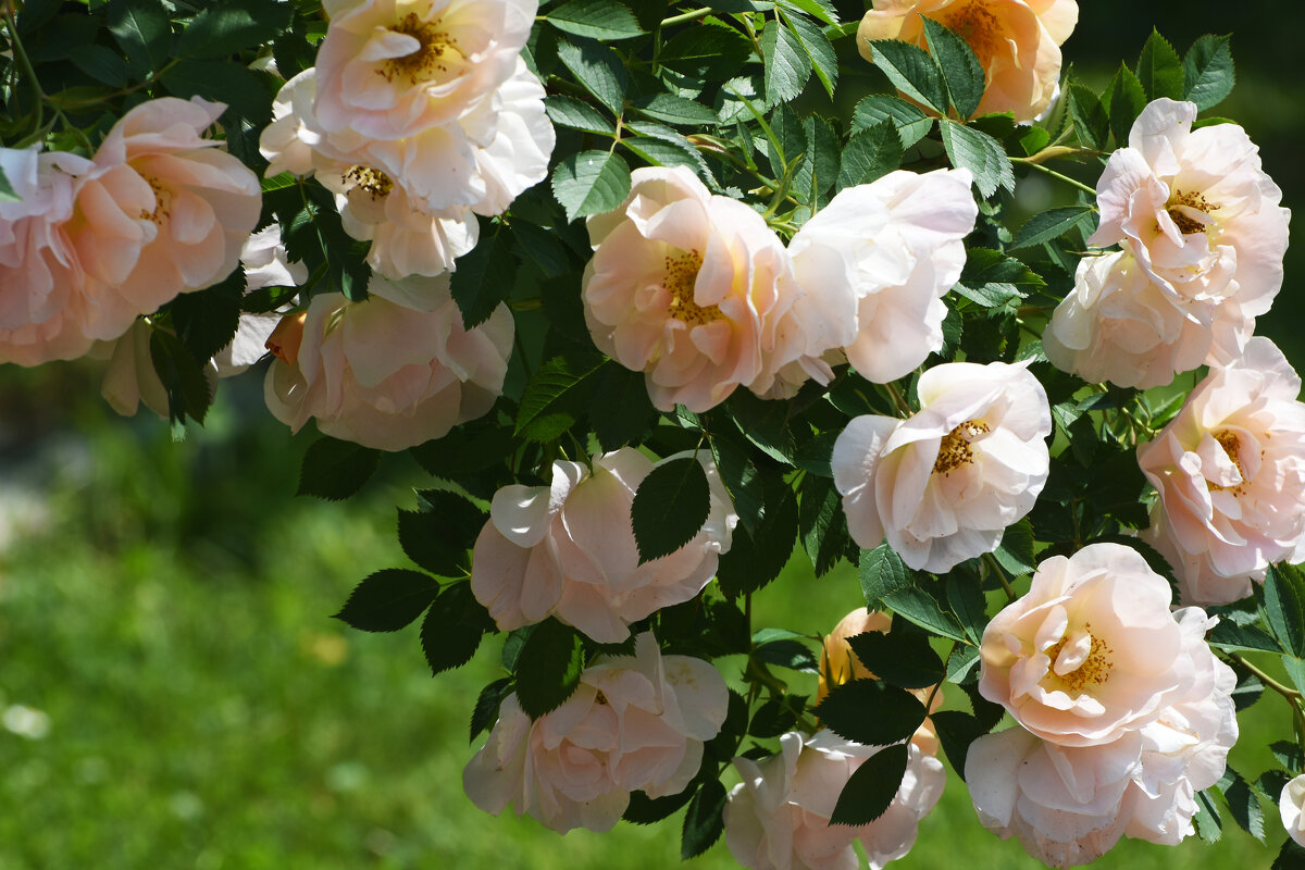 Лето в Ботаническом... Июнь. - Наташа ***** Лето в Ботаническом... Июнь. - Наташа *****