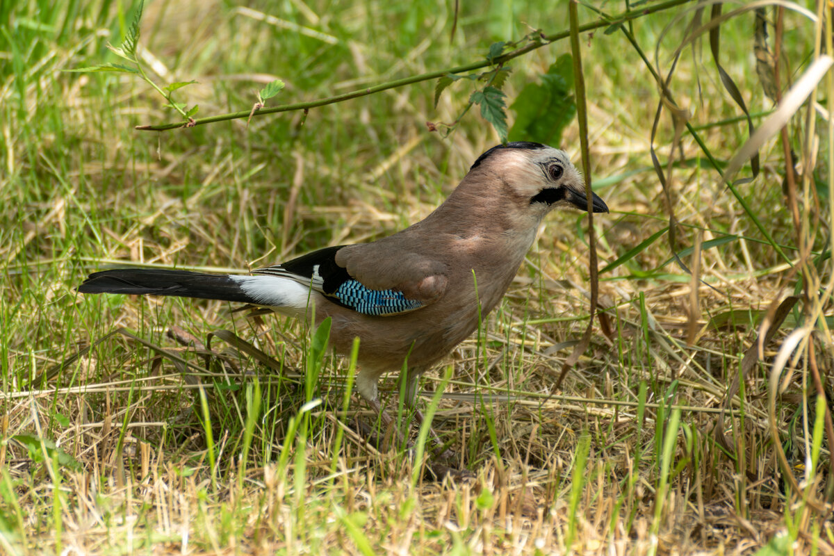 Сойка - Игорь Сикорский