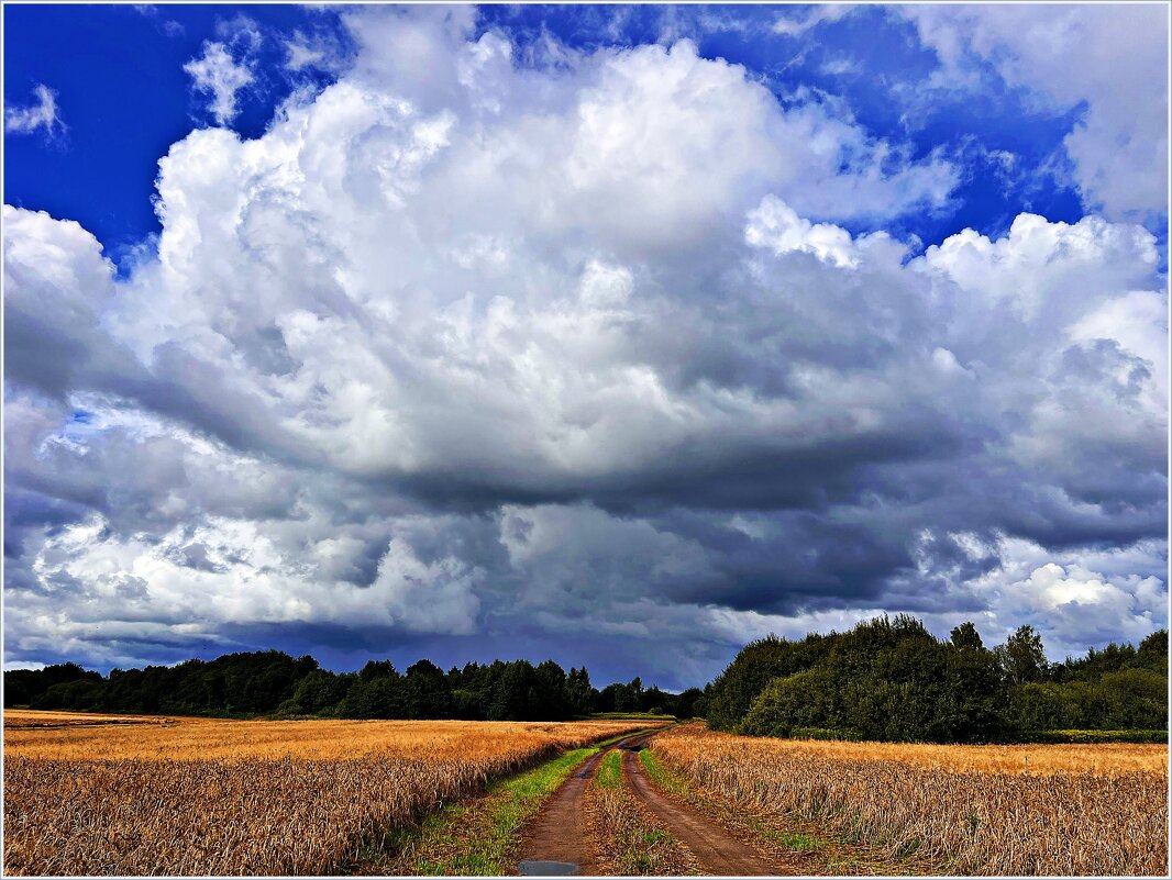 Пшеничное поле. - Валерия Комова Пшеничное поле. - Валерия Комова