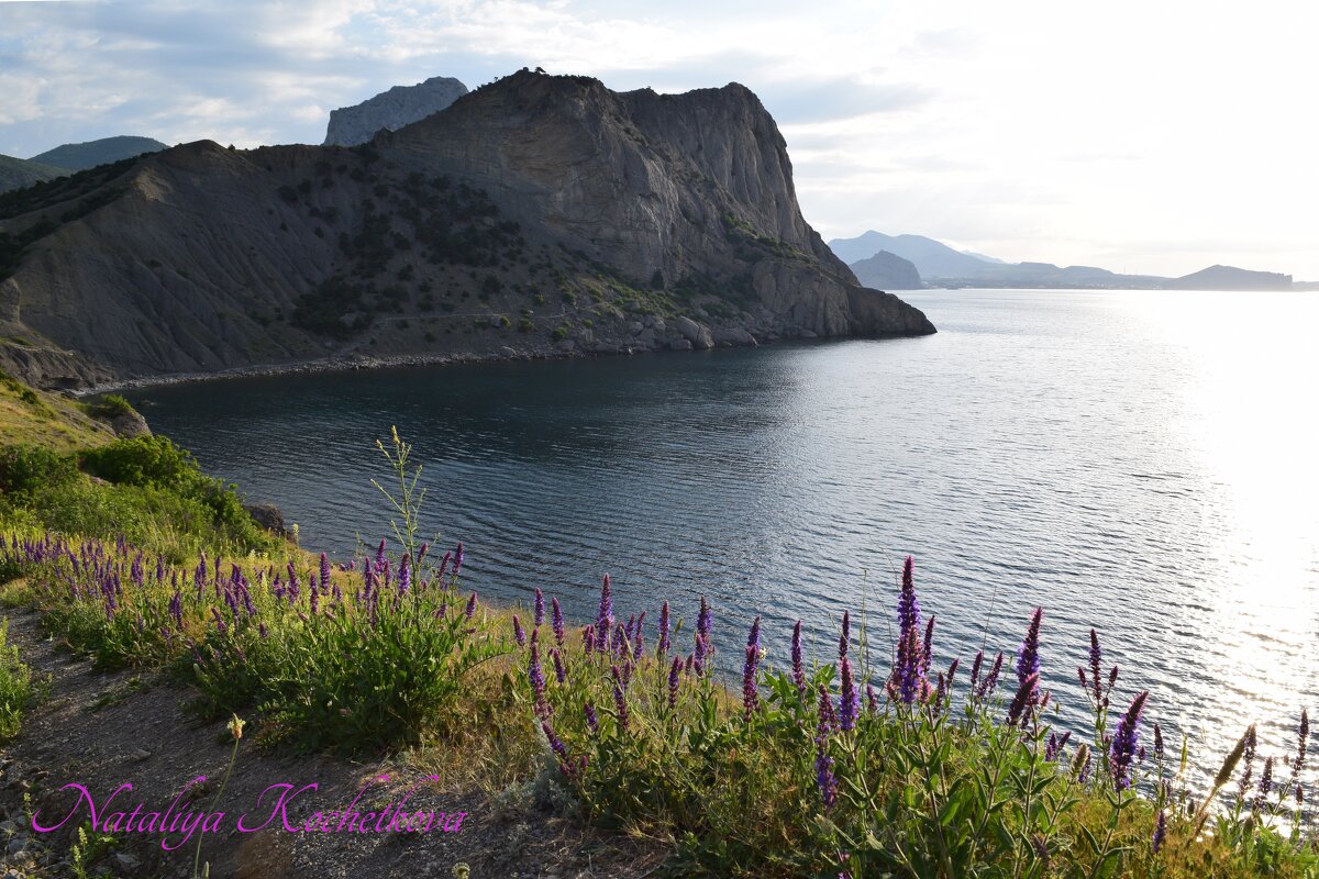 Природа Крыма - Amazing Cosmea