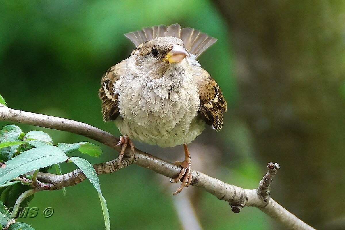 !!!! - kolyeretka !!!! - kolyeretka
