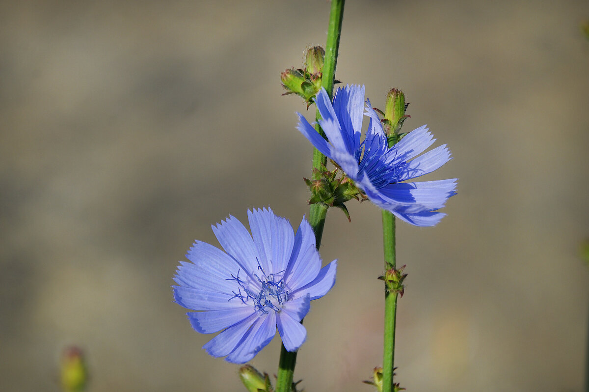Цикорий - Надежда Куркина 