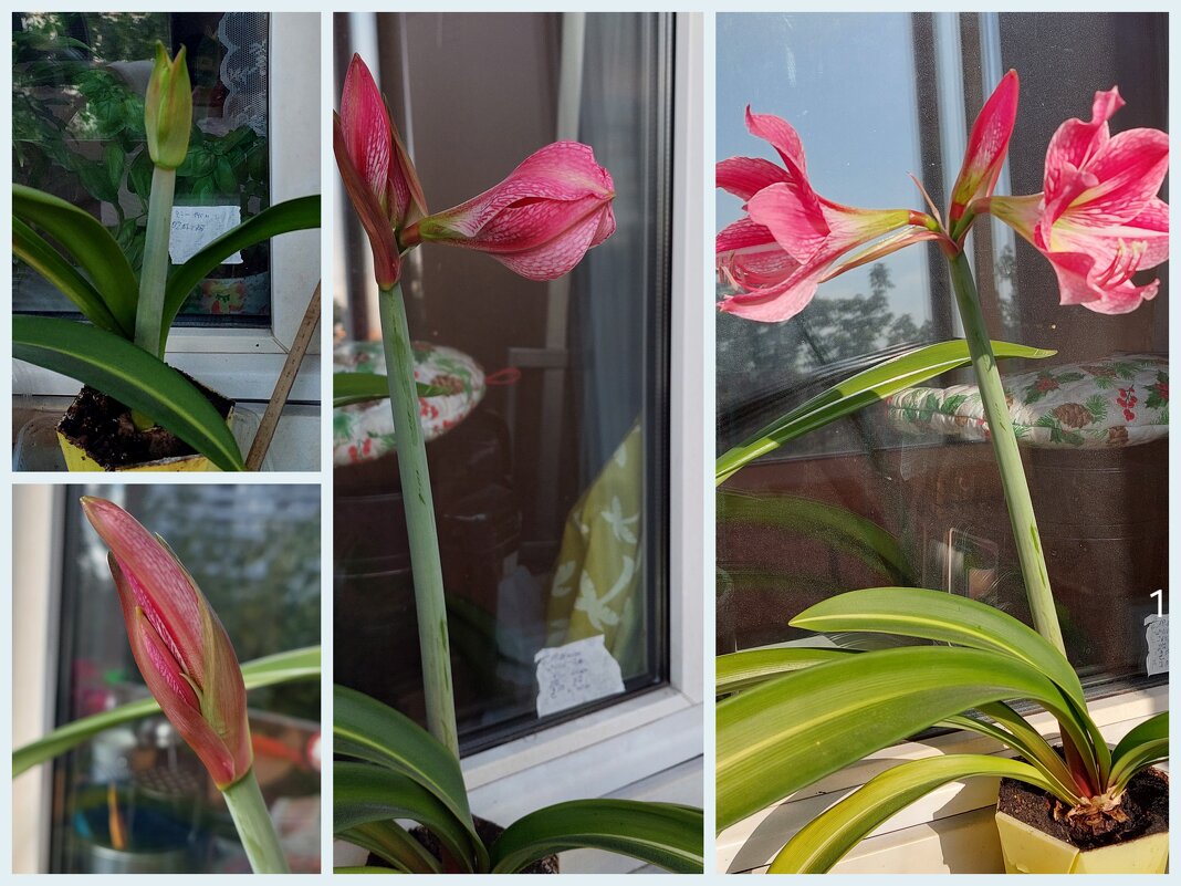 Амариллис от рождения до цветения. - ИРЭН@ .