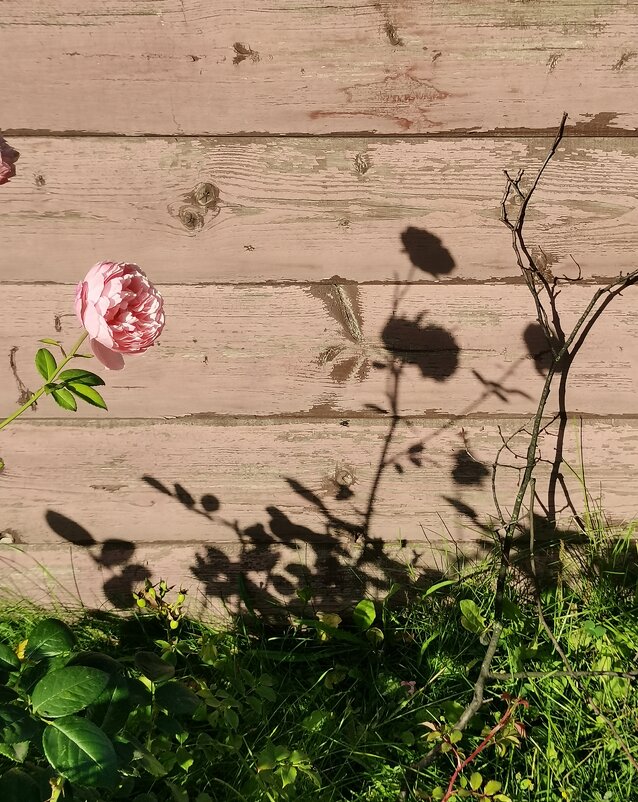 Бутон розы тени - Любимова Ольга 