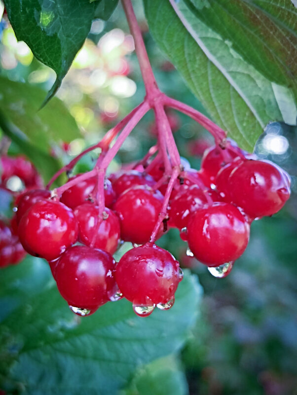 Калина - Светлана Кузнецова